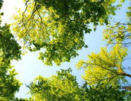 Wildpark Potsdam - Wald von unten